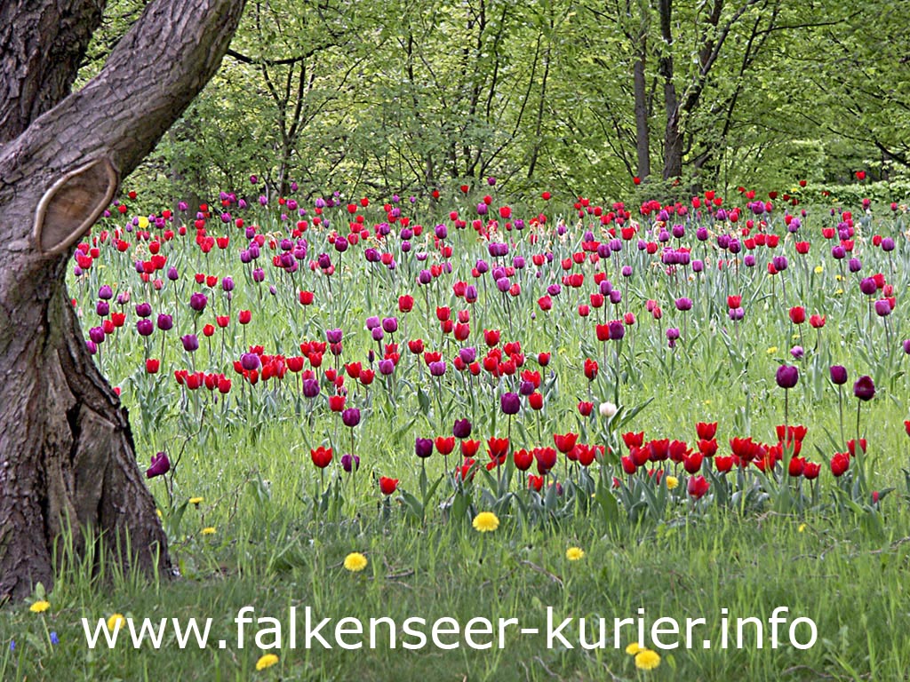 Britzer Garten in Berlin zur Tulpenblte (Foto: Salecker)